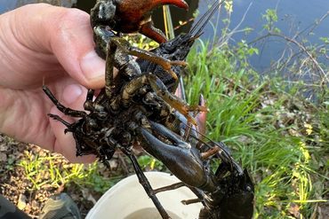 Fördererfolg für den LAV: 5.000 Euro für die Wanderfische in der Ilmenau!